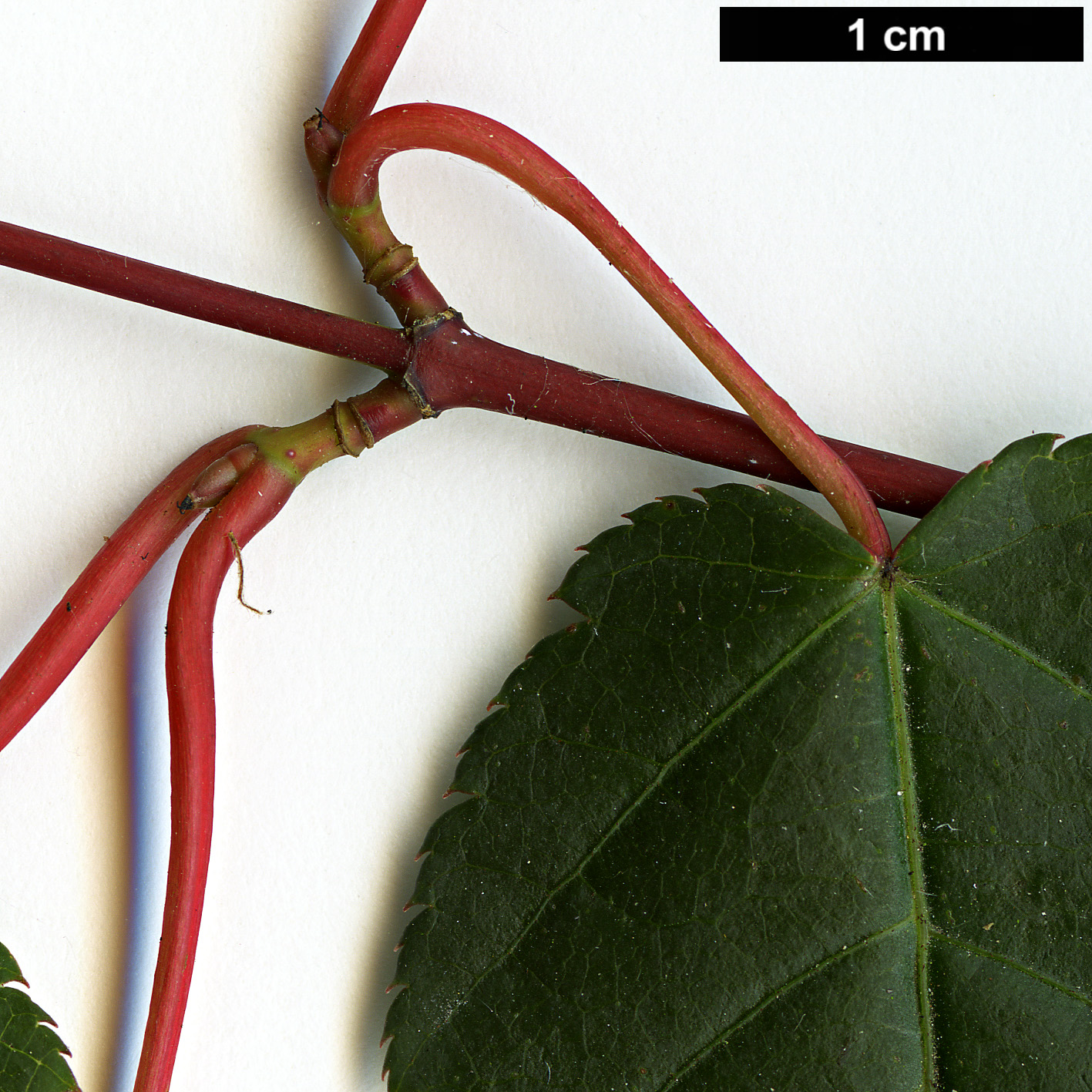 High resolution image: Family: Sapindaceae - Genus: Acer - Taxon: laxiflorum 